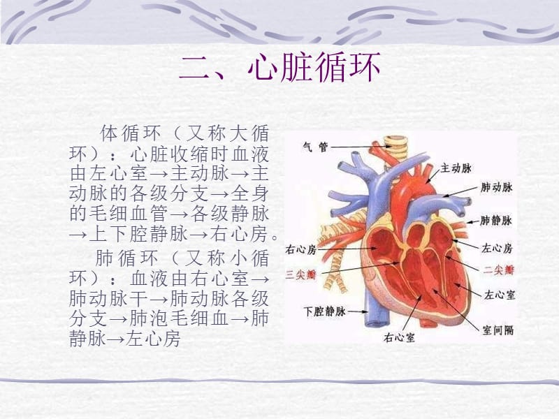 心脏解剖及常见的先心病-文档资料.ppt_第2页