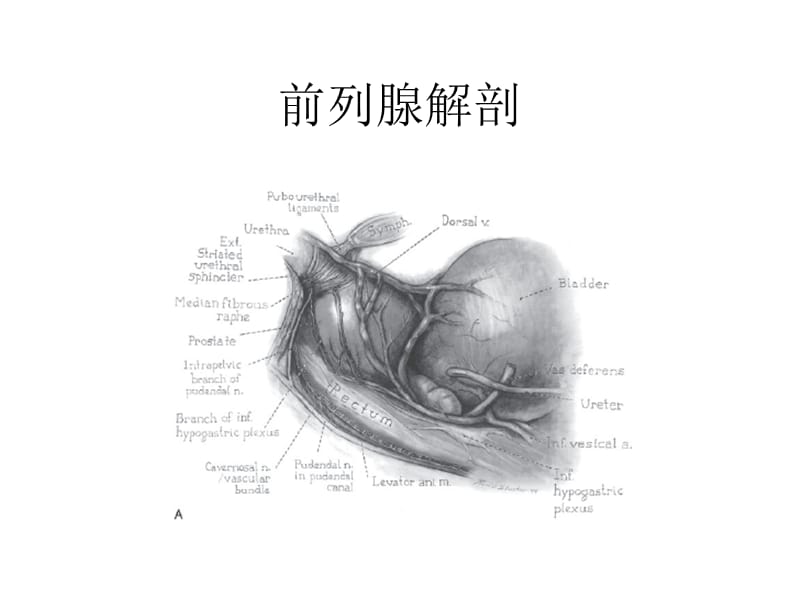 2018年保留控尿功能腹腔镜前列腺癌根治术-文档资料.ppt_第2页