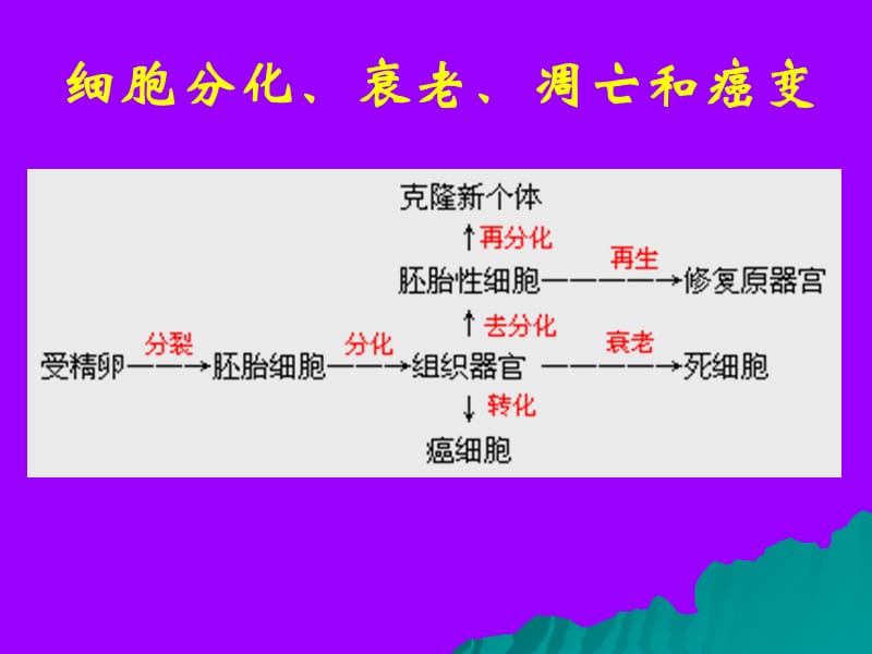 人教版教学课件云南省弥勒县庆来中学2011-2012学年高一生物6.2细胞分化、衰老、凋亡和癌变2(课件)-精选文档.ppt_第2页