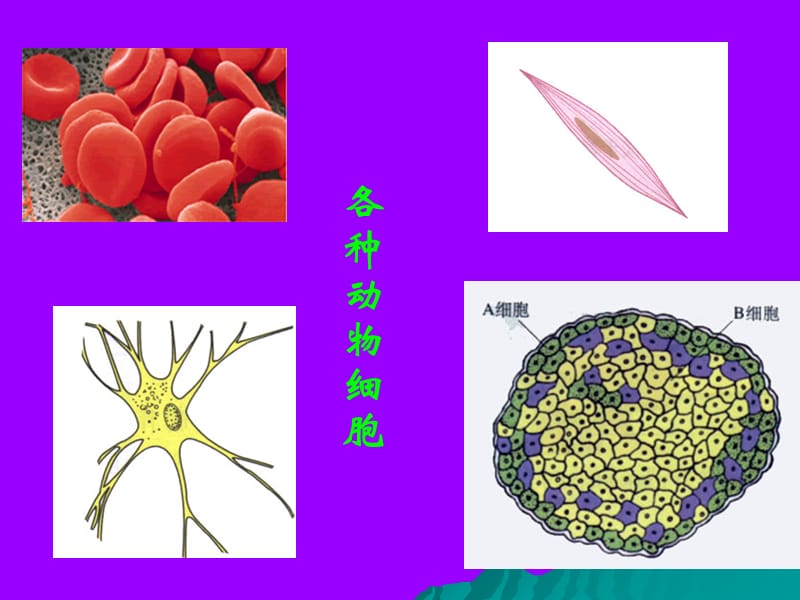 人教版教学课件云南省弥勒县庆来中学2011-2012学年高一生物6.2细胞分化、衰老、凋亡和癌变2(课件)-精选文档.ppt_第3页