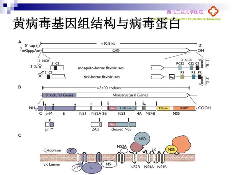 寨卡病毒病的防控知识(王乐)-文档资料.ppt_第3页