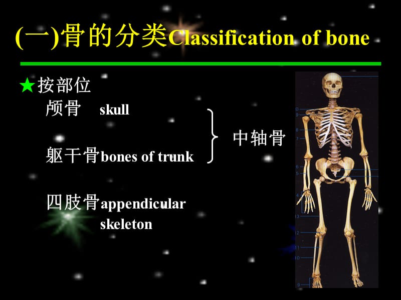 2018年人体骨骼-文档资料.ppt_第1页