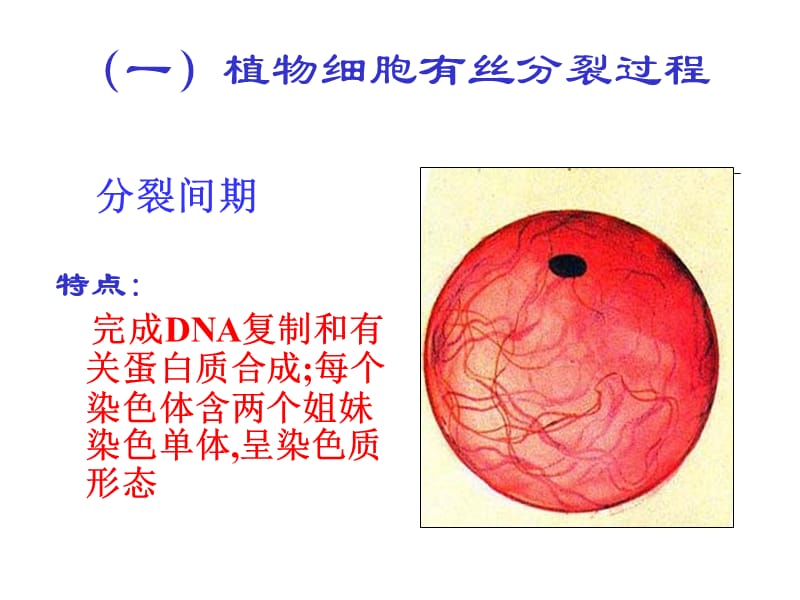 人教新课标版必修一6[1].1细胞增殖ppt课件3-文档资料.ppt_第2页