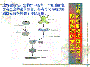 03第三章临床细胞的概念与分子基础-文档资料.ppt