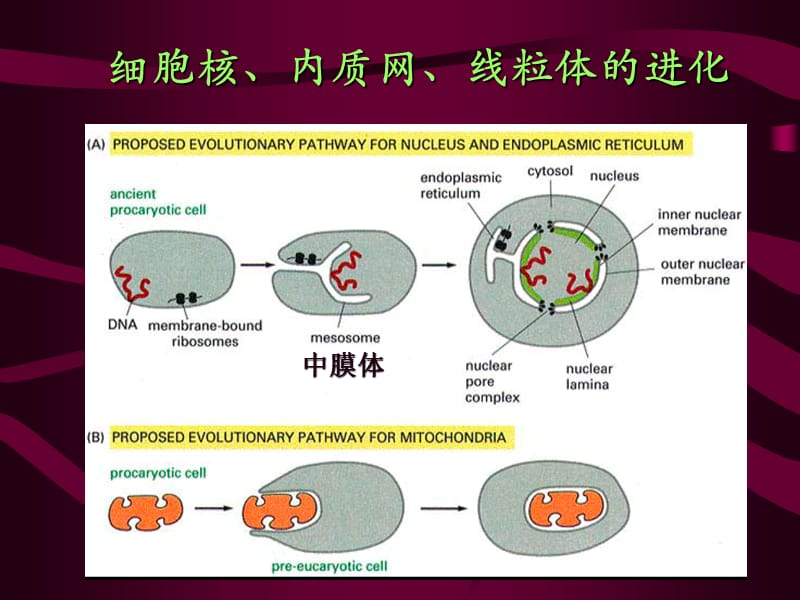 2018年南师大细胞生物学 考研课件第7章 细胞内膜系统-文档资料.ppt_第3页