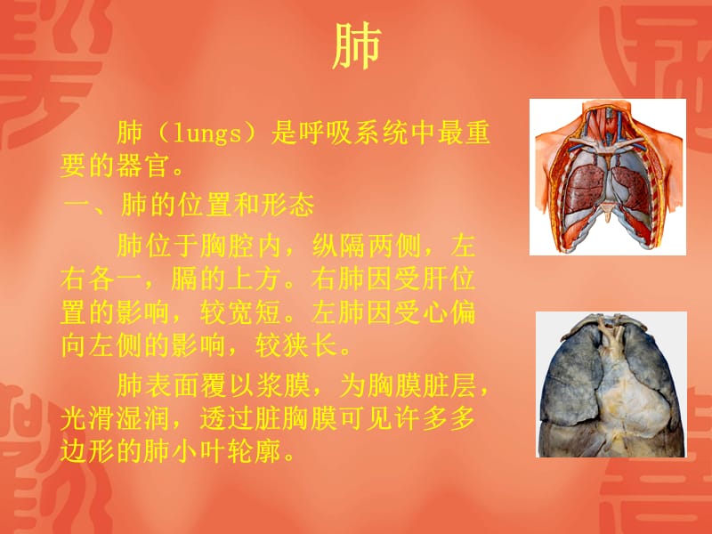 呼吸系统解剖与影像.ppt_第2页