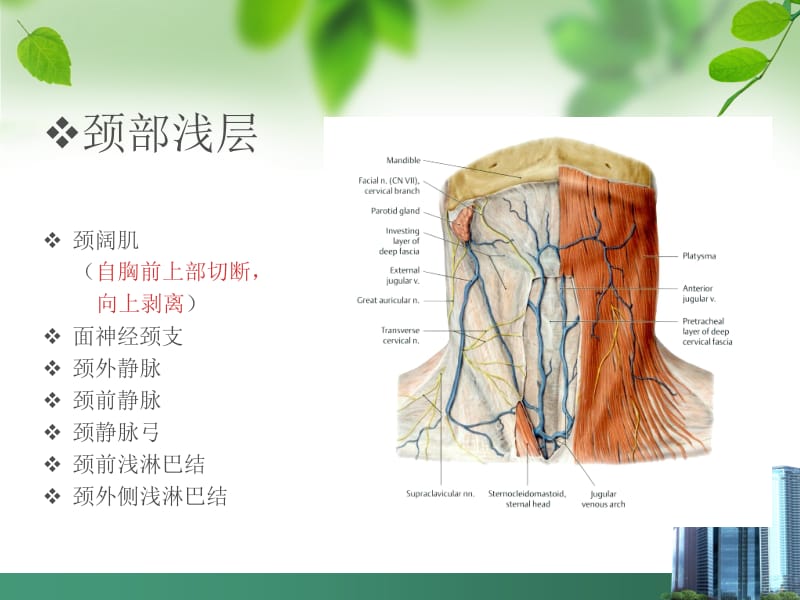 局部解剖学-颈部腹部-PPT文档.ppt_第3页