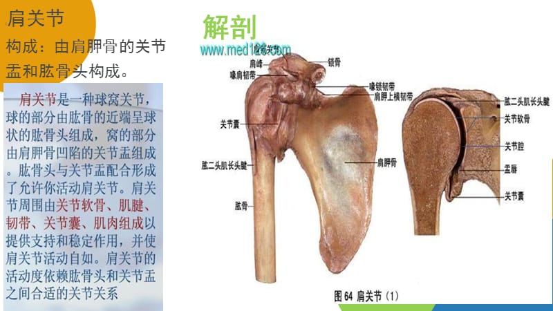 人工肩关节置换术手术配合庞春艳彭姗姗-文档资料.ppt_第3页