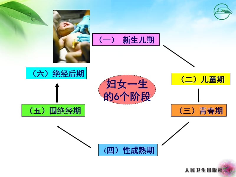 2018年女性生殖系统生理及经期保健护理-文档资料.ppt_第3页