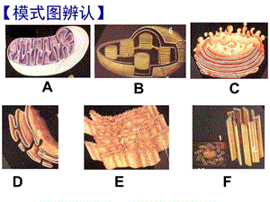 2018年二节细胞器系统内的分工合作二课时-文档资料.ppt