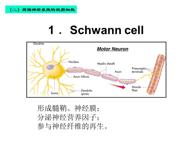 08神经组织2大班2C皮肤-文档资料.ppt_第1页