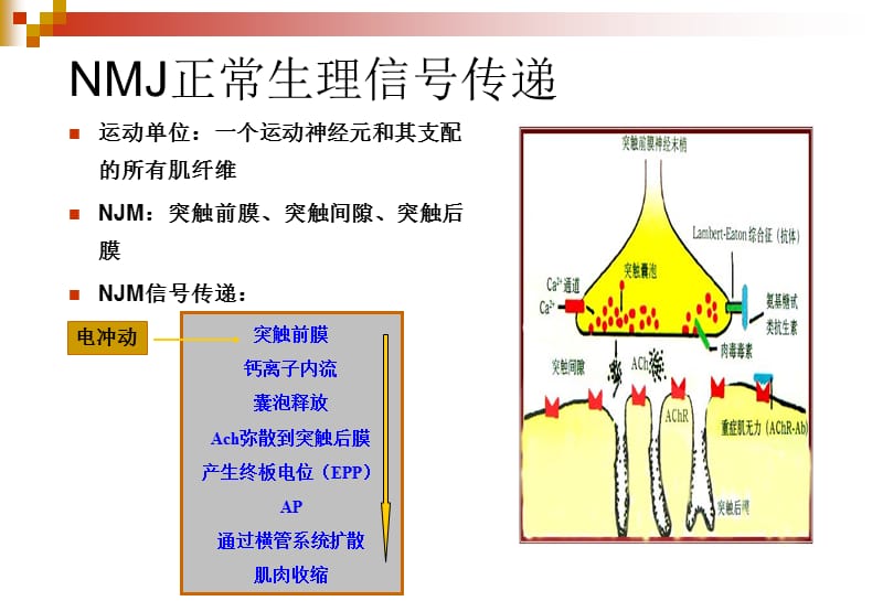 2018年神经肌肉接头疾病-文档资料.ppt_第3页