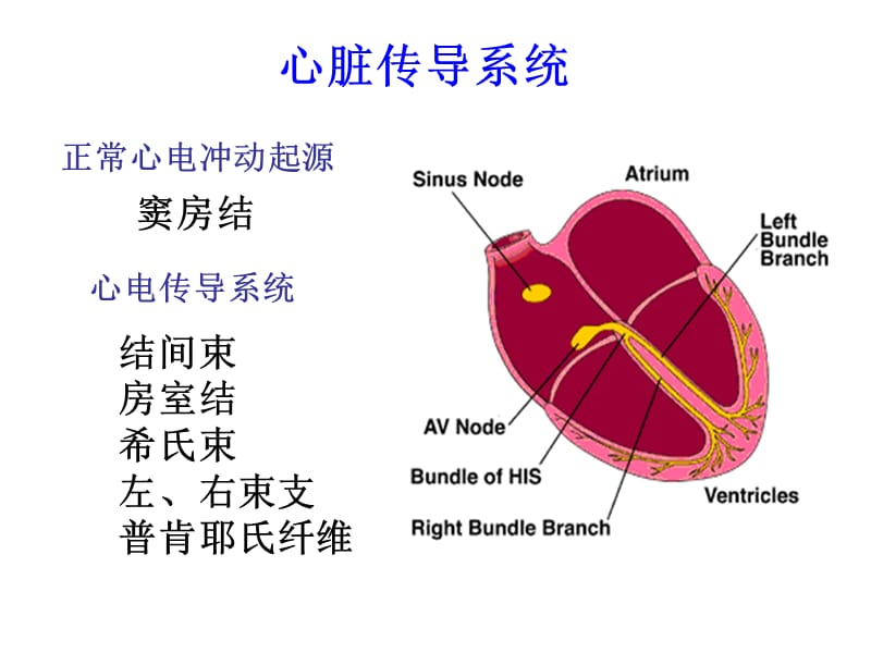 《心律失常_培训》ppt课件-精选文档.ppt_第2页