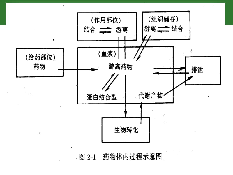 2018年药理学 第三章 药动学-文档资料.ppt_第2页