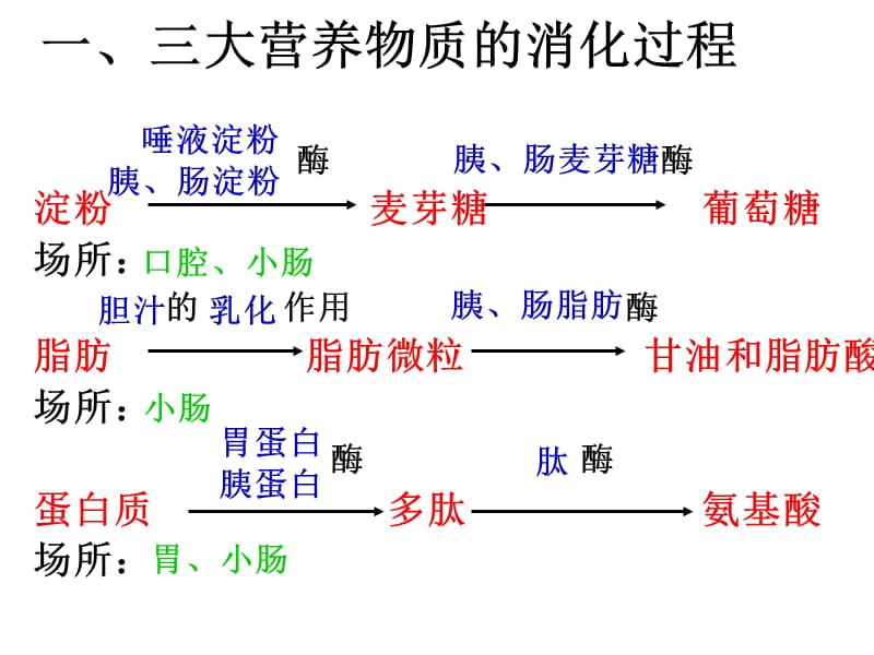 2018年人和动物三大物质代谢细胞呼吸代谢类型-文档资料.ppt_第3页