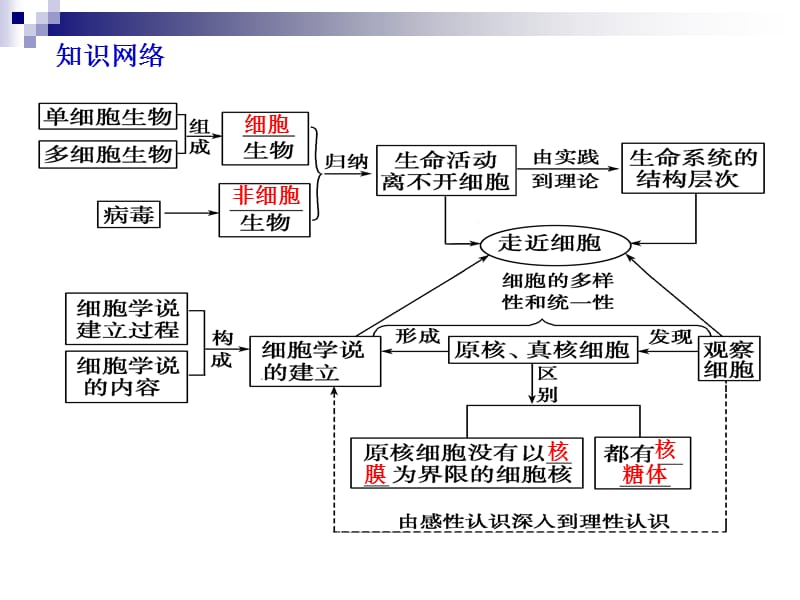 1-1走近细胞-PPT文档.ppt_第3页