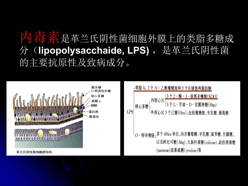 内毒素释放与抗生素-PPT文档.ppt_第3页