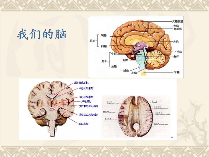 一个脑还是两个脑-文档资料.ppt_第2页