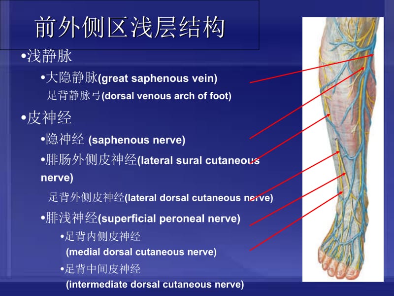 小腿前外侧区解剖及骨延长术课件-文档资料.ppt_第3页