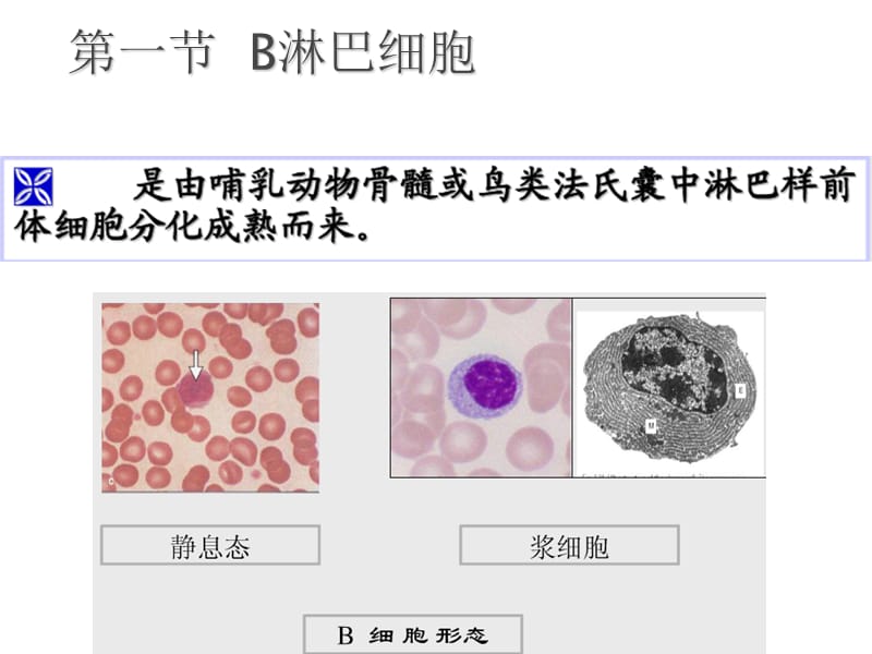 2018年免疫学-第12章 B淋巴细胞对抗原的特异性体液免疫应答-文档资料.ppt_第2页