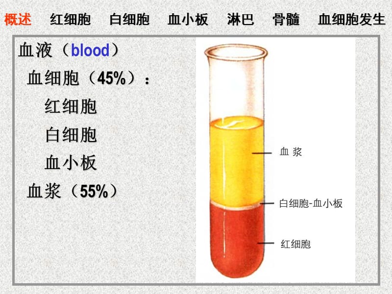 04血液、淋巴和血细胞发生-PPT课件.ppt_第1页