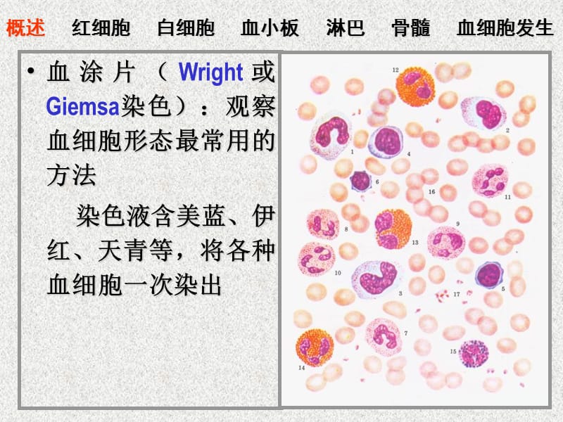04血液、淋巴和血细胞发生-PPT课件.ppt_第2页