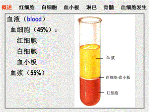 04血液、淋巴和血细胞发生-PPT课件.ppt