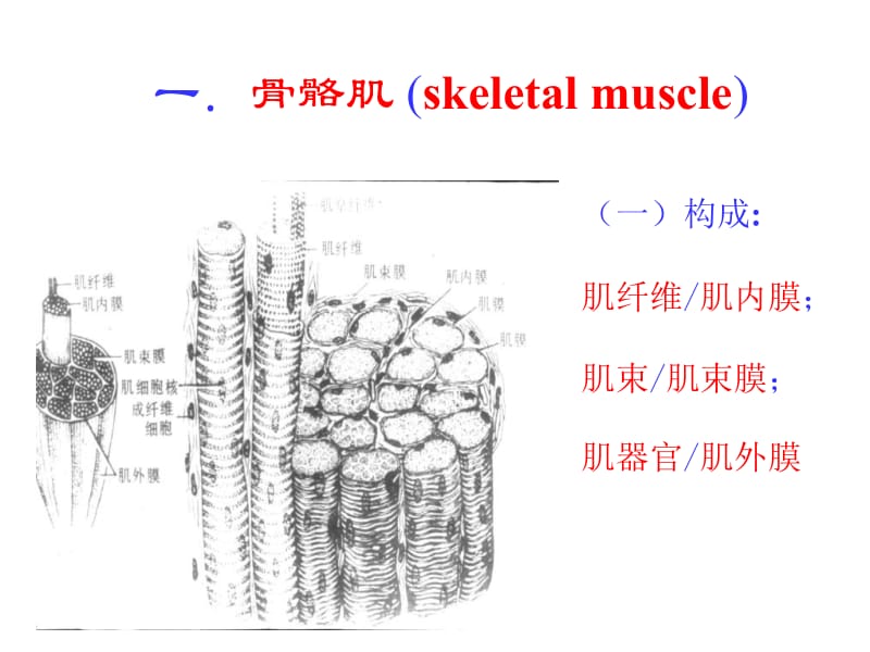 06-肌组织-神经组织一-精选文档.ppt_第3页