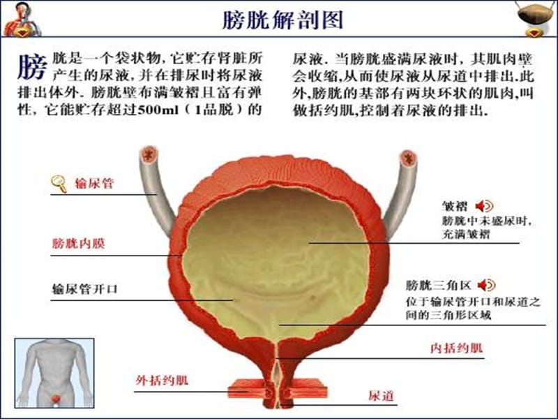 2018年膀胱肿瘤-文档资料.ppt_第2页