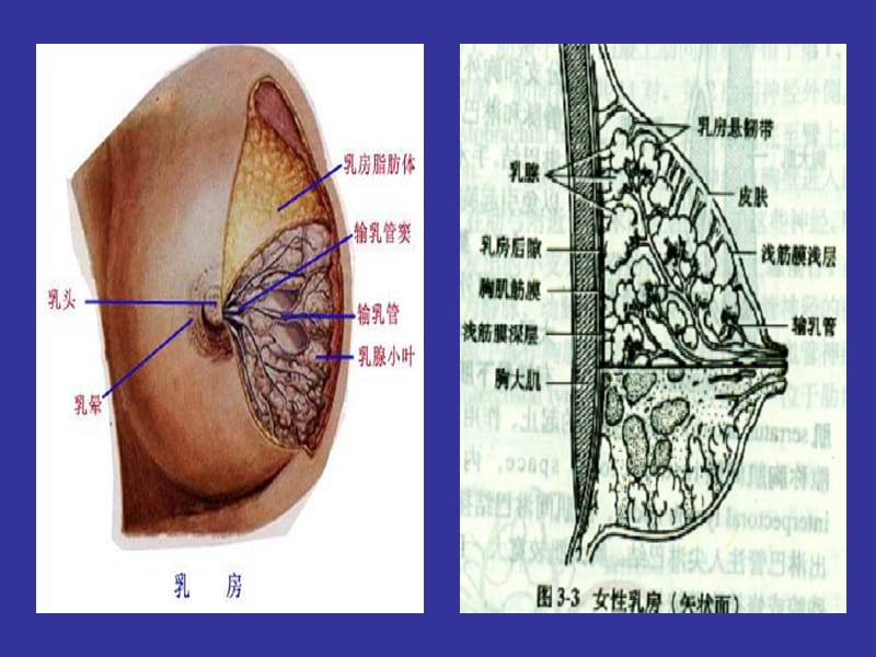 乳房疾病概述-精选文档.ppt_第3页