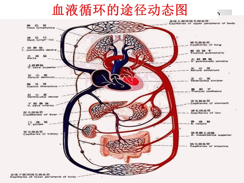 人教版生物七年级下册第四章第三节《输送血液的泵——心脏》（共17张PPT）-精选文档.ppt_第2页