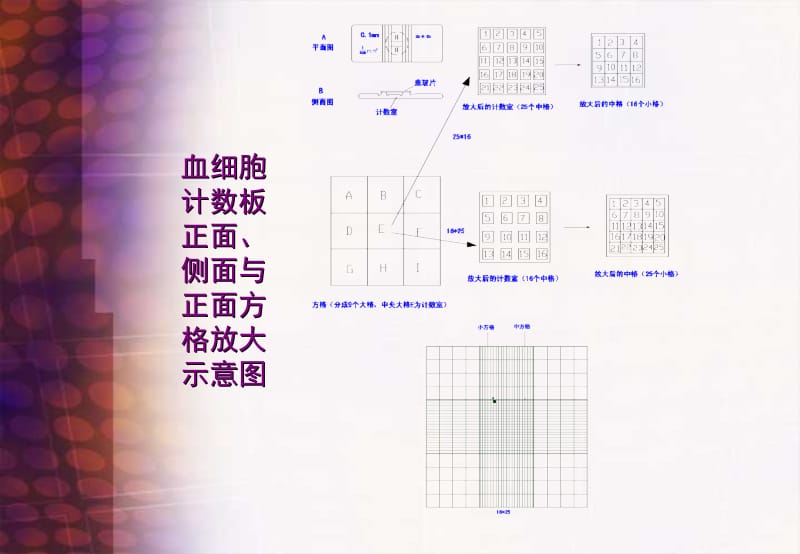 2018年实训四微生物细胞数计数-文档资料.ppt_第3页