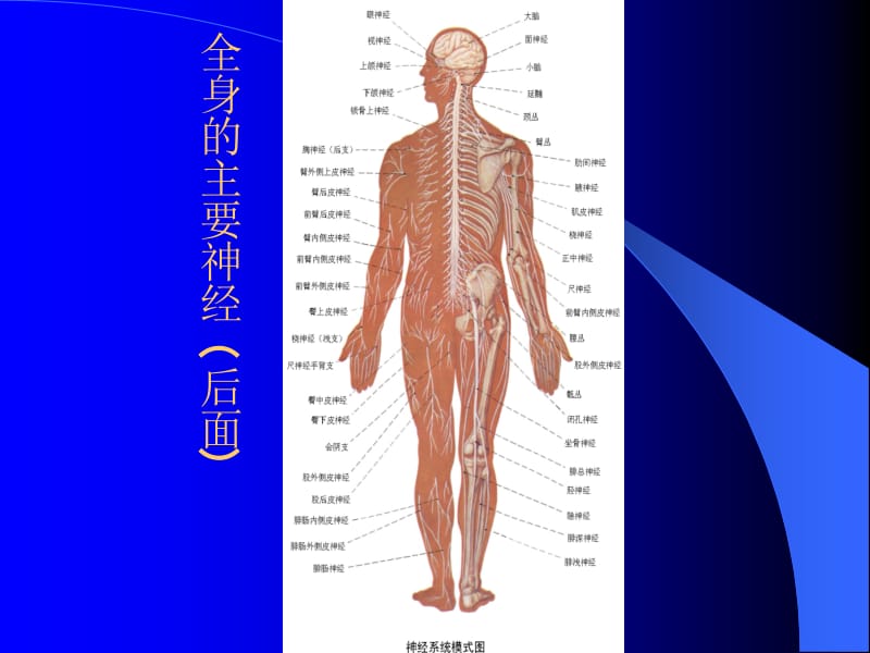 10神经系统-PPT文档资料.ppt_第2页