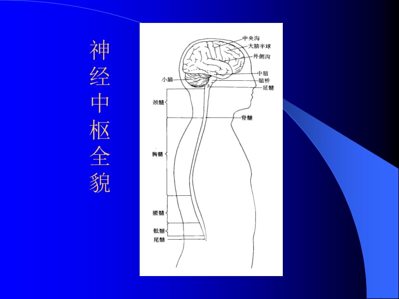 10神经系统-PPT文档资料.ppt_第3页