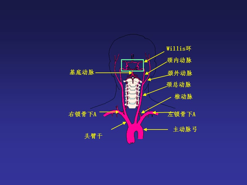 2018年头颈部动脉解剖-文档资料.ppt_第1页