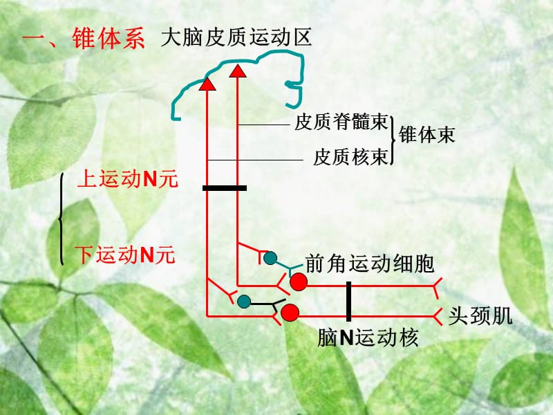 2018年神经系统运动功能检查-文档资料.ppt_第2页