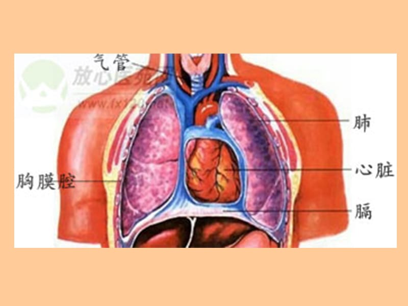 临床本科-呼吸(revise)-文档资料.ppt_第1页