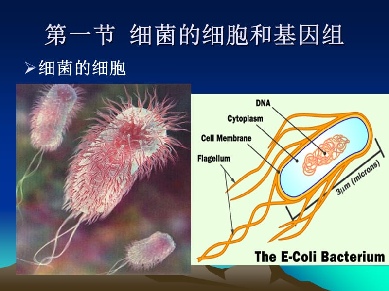 06第六章细菌的遗传分析-文档资料.ppt_第1页