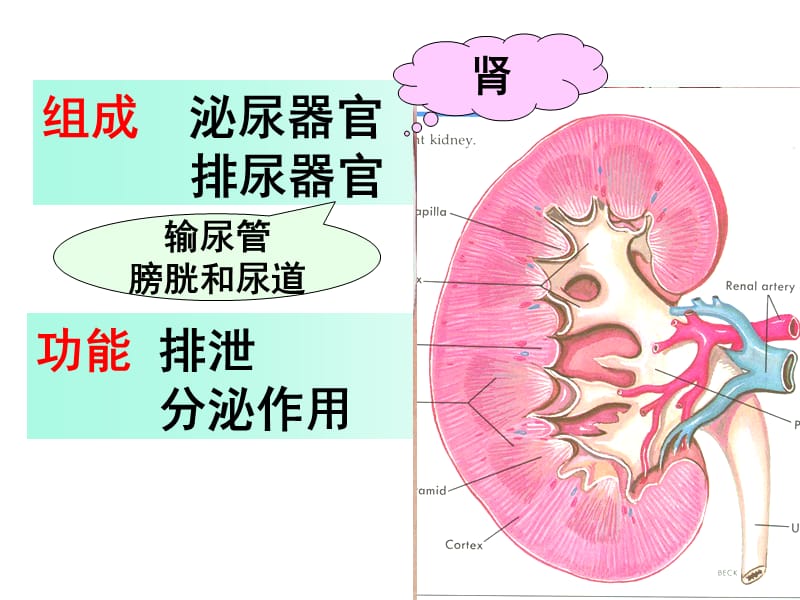 《系统解剖学》泌尿系统-精选文档.ppt_第1页