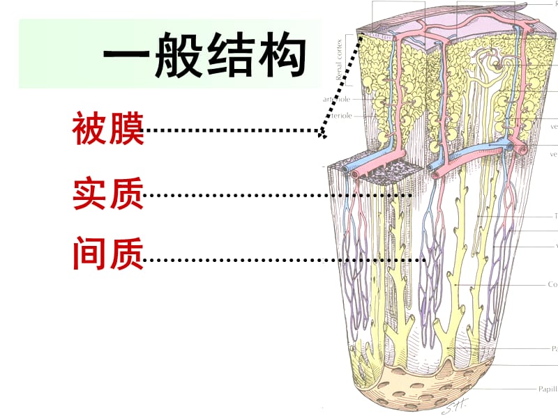 《系统解剖学》泌尿系统-精选文档.ppt_第3页