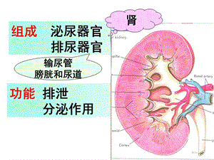 《系统解剖学》泌尿系统-精选文档.ppt