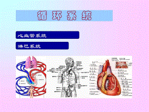 003人体组织解剖学循环系统-PPT课件.ppt