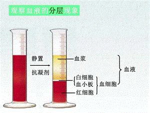 七年级生物血液循环途径课件-文档资料.ppt