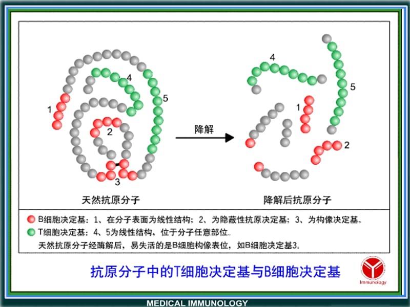 医学免疫学第十一章 抗原提呈细胞-精选文档.ppt_第2页