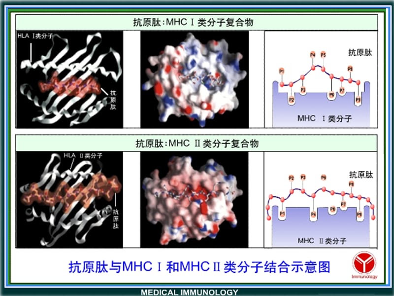 医学免疫学第十一章 抗原提呈细胞-精选文档.ppt_第3页