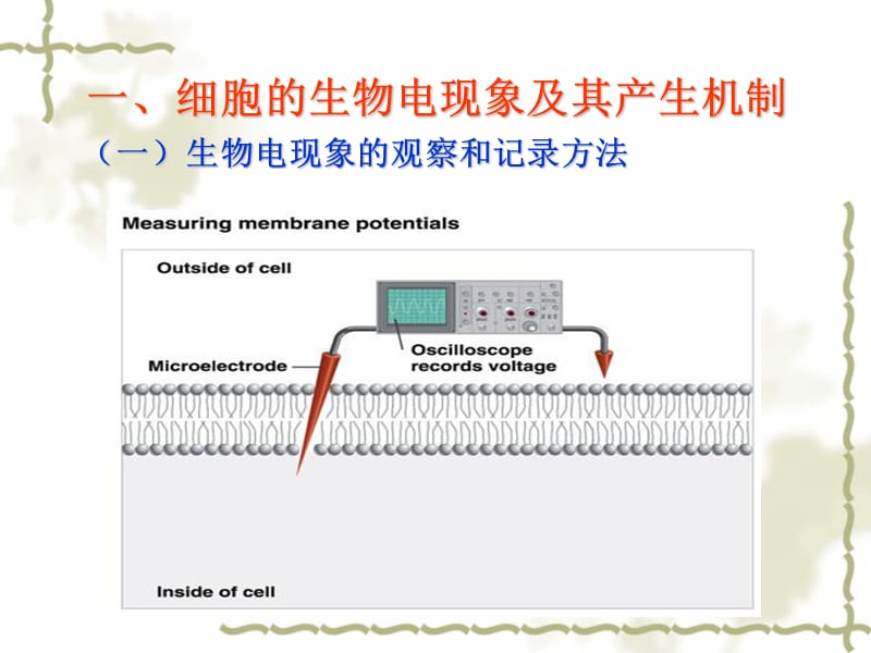 2018年生理学细胞生理-生物电肌收缩-文档资料.ppt_第2页