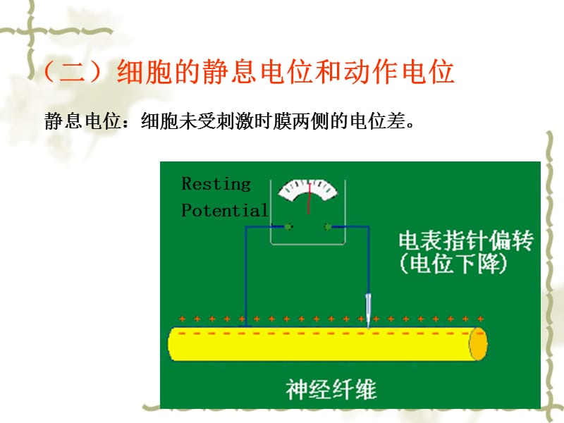 2018年生理学细胞生理-生物电肌收缩-文档资料.ppt_第3页