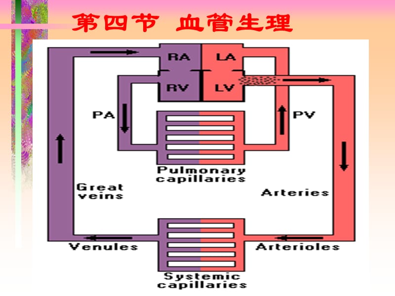 2018年人体解剖生理学课件-第六章循环系统的结构与功能1-文档资料.ppt_第2页