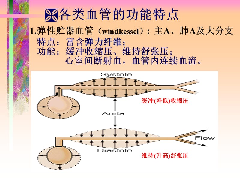 2018年人体解剖生理学课件-第六章循环系统的结构与功能1-文档资料.ppt_第3页