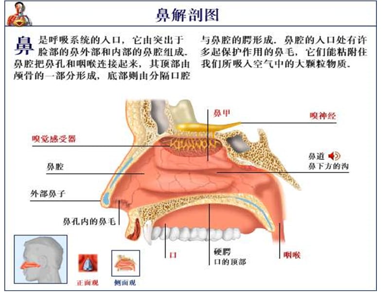 总论、耳鼻咽喉组织病理学-文档资料.ppt_第2页